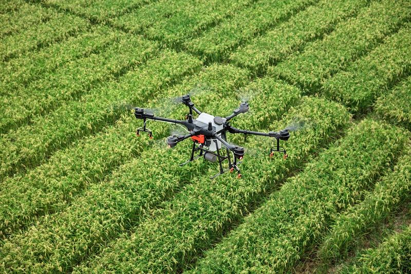 Aerial view of an agricultural drone flying over neat rows of young crops